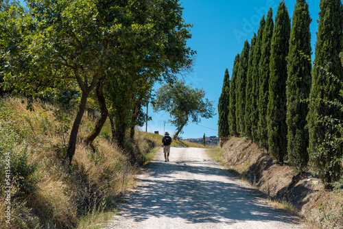 Man walking along via Francigena mud road with cypress trees on the both sides of the track.  Monteroni d Arbia  route of the via francigena. Siena province  Tuscany. Italy  Europe.
