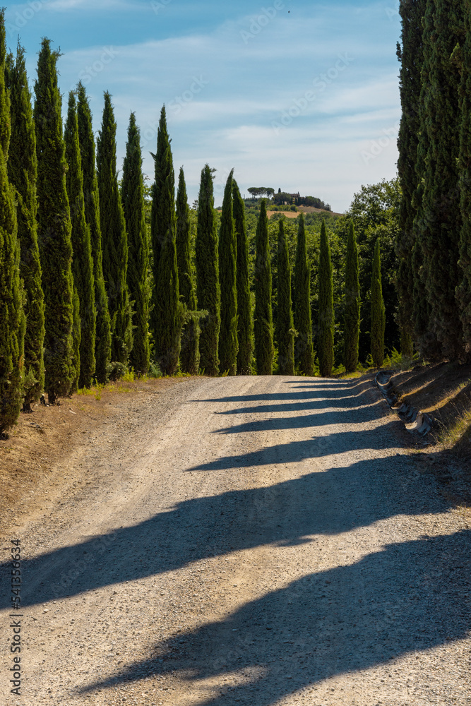 via Francigena mud road with cypress trees on the both sides of the track.  Monteroni d'Arbia, route of the via francigena. Siena province, Tuscany. Italy, Europe.
