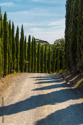 via Francigena mud road with cypress trees on the both sides of the track. Monteroni d'Arbia, route of the via francigena. Siena province, Tuscany. Italy, Europe.