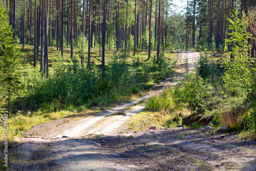 Forest road, path in the forest with a rut. Summer forest with a road