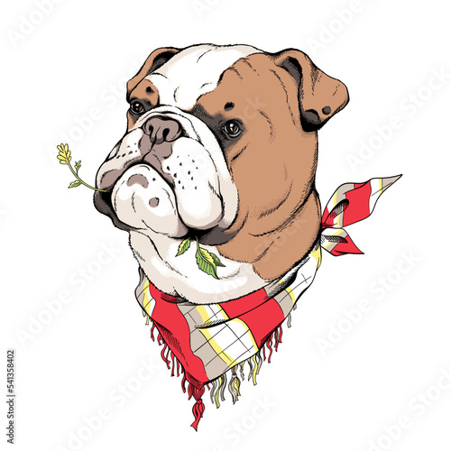 Cute english bulldog sketch. Vector illustration in hand-drawn style