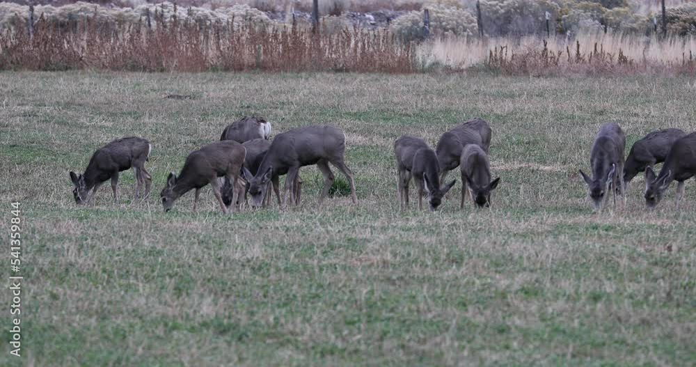 Video Stock Deer herd grazing farm field October Utah. Wildlife enter farm field to eat grains