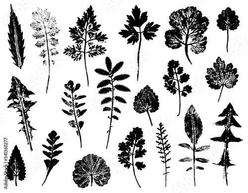 Set of various leaves of field plants and herbs isolated on a white background. Ink prints of plant texture. Natural elements, realistic silhouettes for eco design.