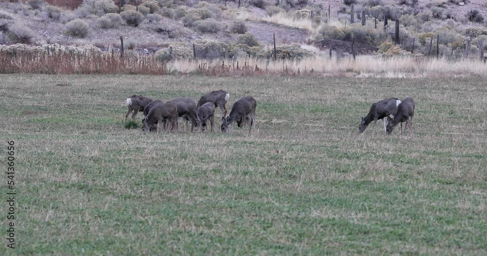 Video Stock Deer herd farm field October Utah. Wildlife enter farm