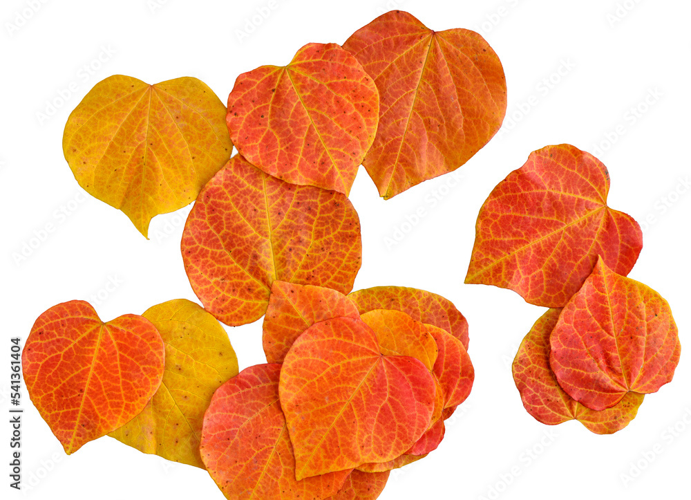 Scattering of heart shaped leaves of redbud tree in vibrant fall color, isolated collection of orange and yellow of leaves
