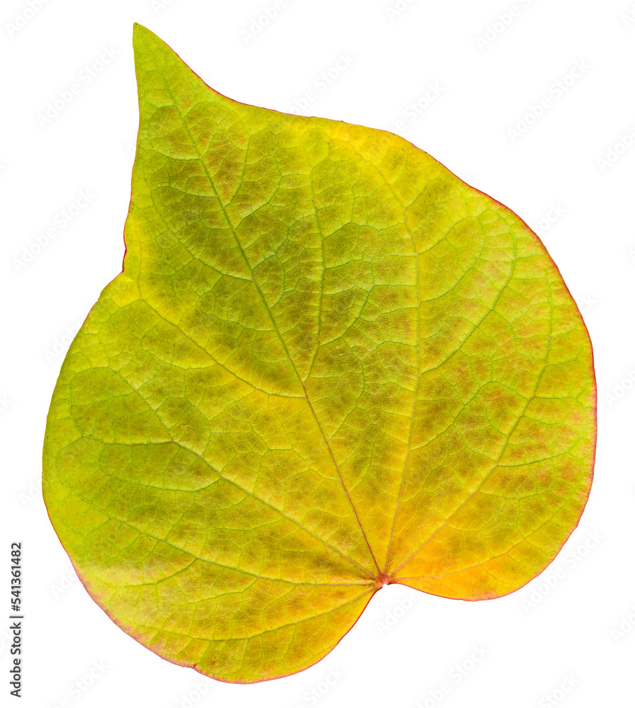 Obraz premium Heart shaped leaf of redbud tree in vibrant fall color, isolated leaf 