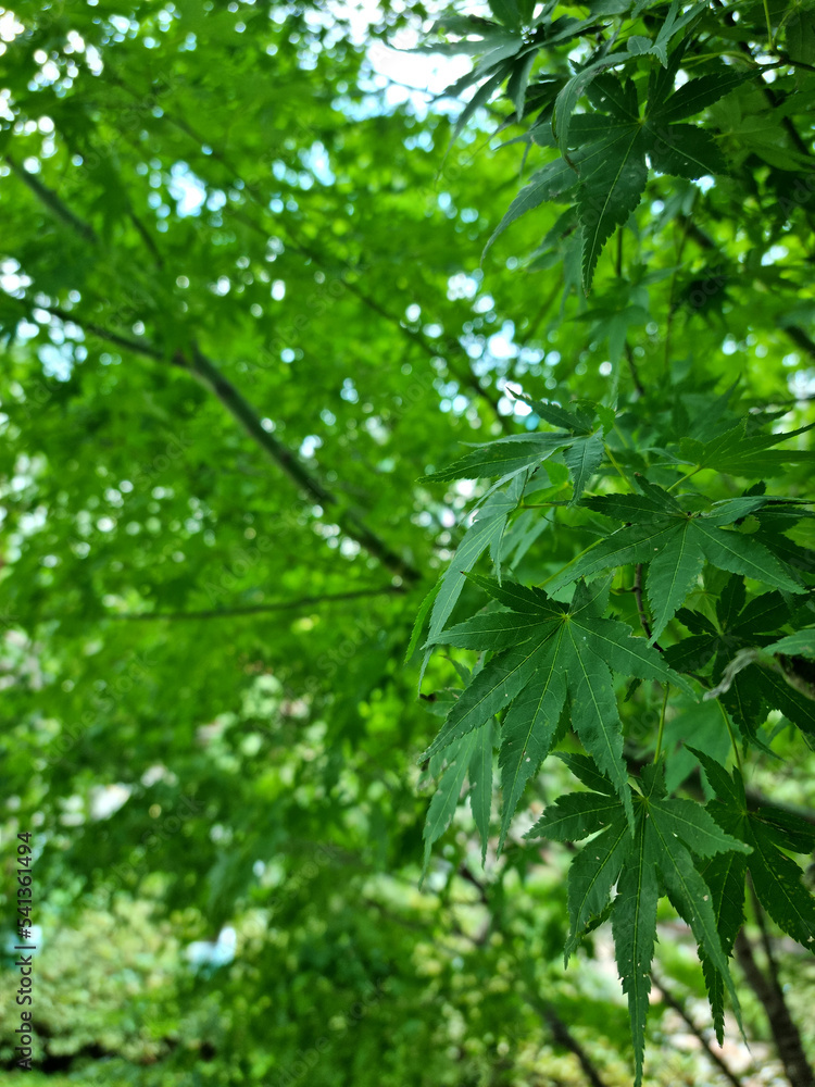 It is the green leaf of a maple tree.
It is the green leaf of a maple tree.