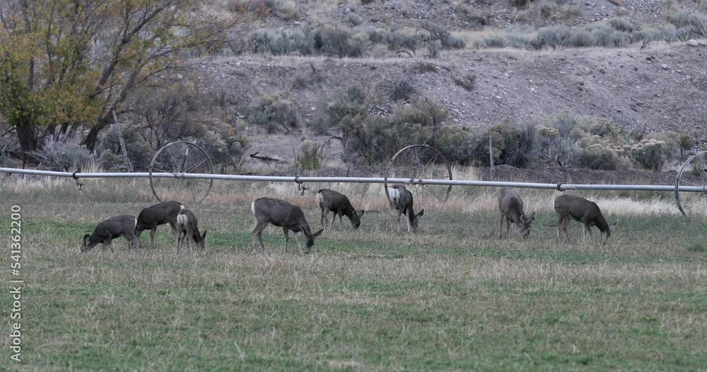 Deer herd grazing farm field fall Utah. Wildlife enter farm field to eat grains alfalfa. Drought