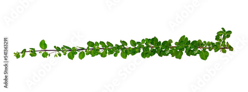 Fotografiet leaf vine Isolate on transparent background PNG file