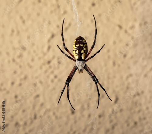 Yellow Garden Spider isolated against brown wall