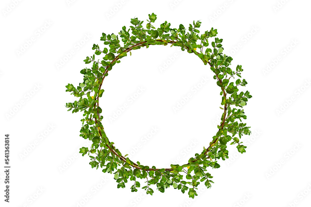 leaf vine circle Isolate on transparent background PNG file Stock Photo