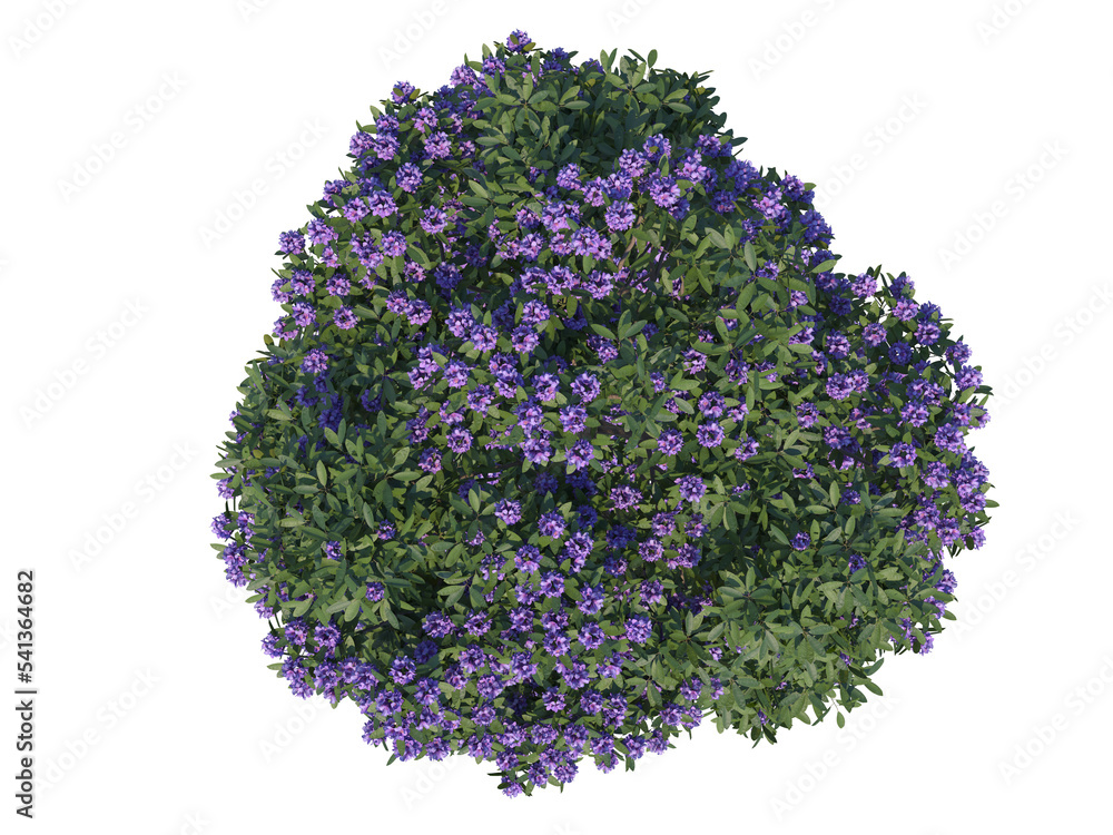 Common Rhododendron bush png alpha channel Stock Photo Adobe Stock