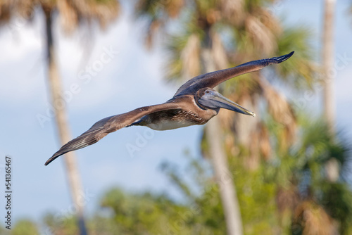 Juvenile Brown Pelican (Pelecanus occidentalis) in flight, in Florida, with palm trees in the background.