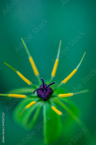 Paris quadrifolia flower growing in forest, macro	 photo