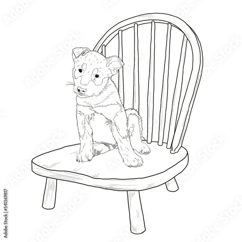 therapy dog in training enjoys sitting for puppy pet portraits and practices good listen and excellent sit line drawing illustration background