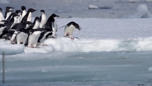 Adelie Penguins jumping from floating iceberg in the sea
Adelie Penguins going out for a swim, Antarctic Peninsula, Medium shot, 2022
