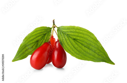 Obraz na plátně Branch with ripe red dogwood berries and leaves on white background