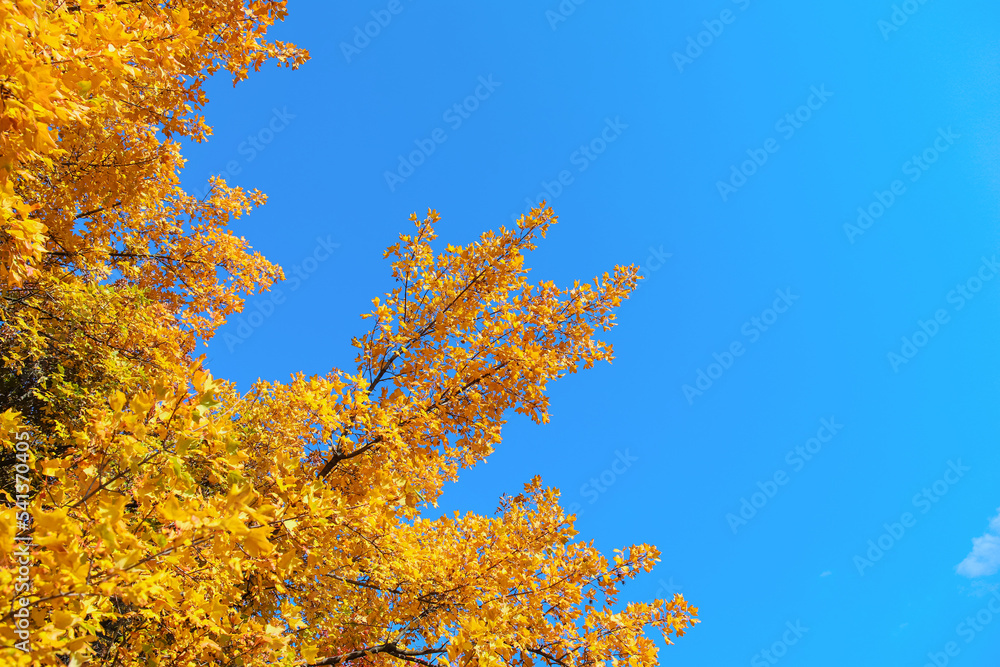 Tree branches with yellow leaves on autumn day