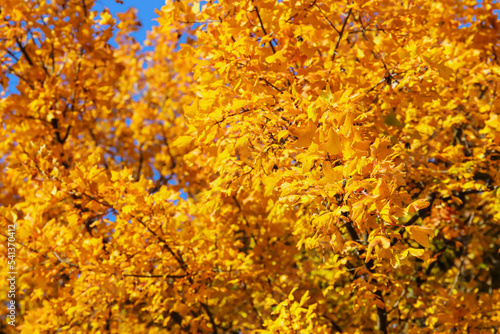 Tree branches with yellow leaves on autumn day, closeup