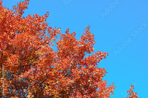 Trees with red leaves on au...