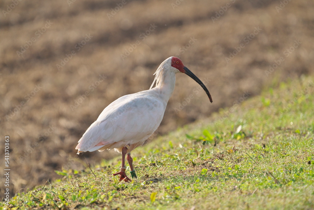 Naklejka premium Toki or Japanese crested ibis or Nipponia nippon at a rice field in Sado island, Japan 