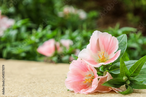 Beautiful pink flowers on summer day, closeup photo