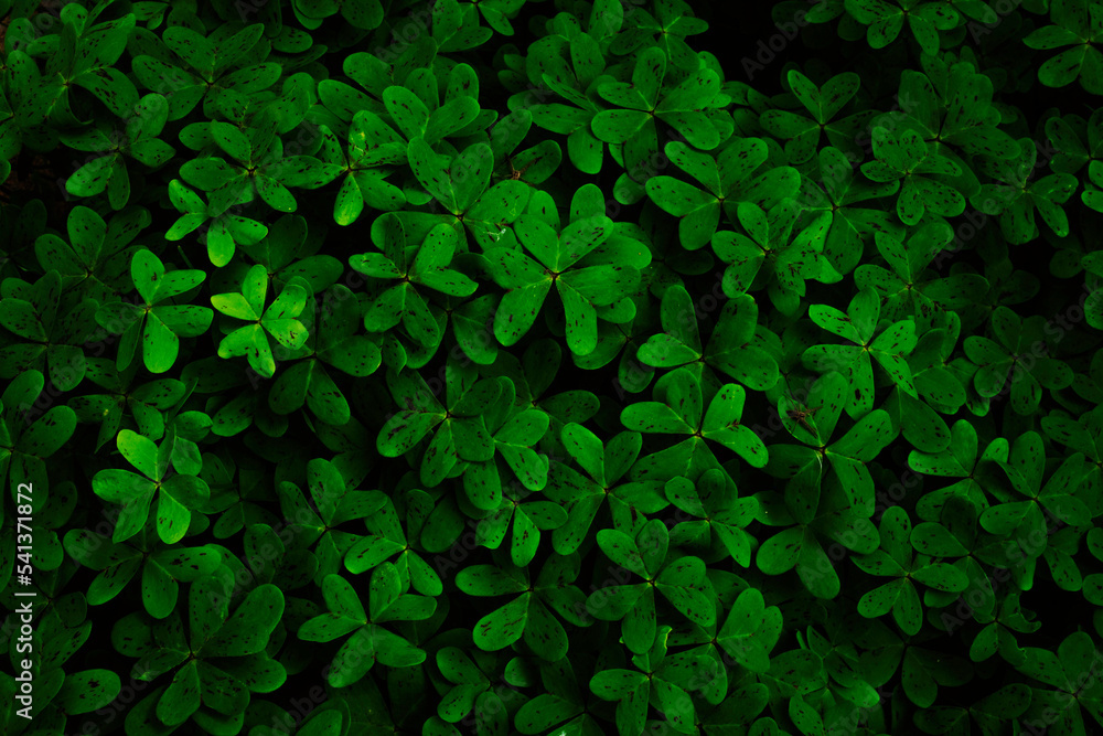 Green textured background of plant leaves
Green textured background of plant leaves