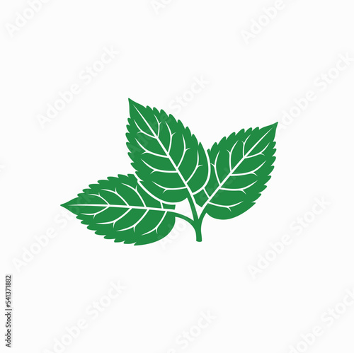 illustration of mint leaf, vector art.
