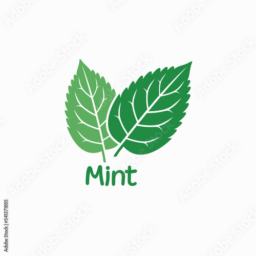 illustration of mint leaf, vector art.