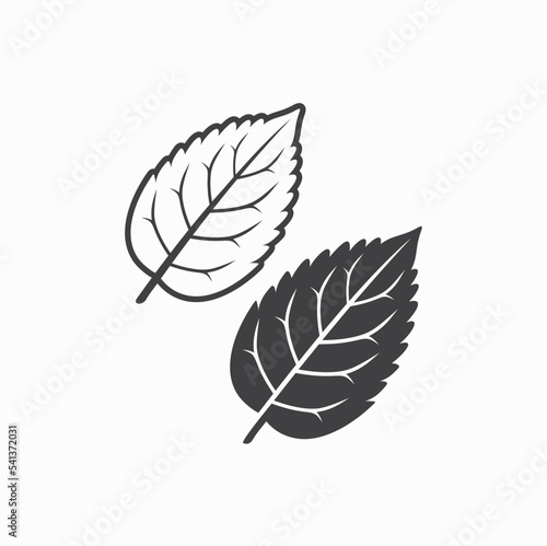illustration of mint leaf, vector art.