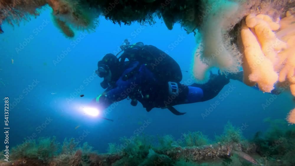 custom made wallpaper toronto digitalA diver with a flashlight underwater near corals
Underwater shot from Galapagos, 2022