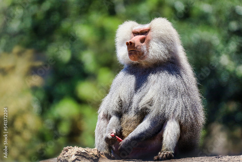 A male Hamadryas Baboon sitting down and playing with his erected penis. photo