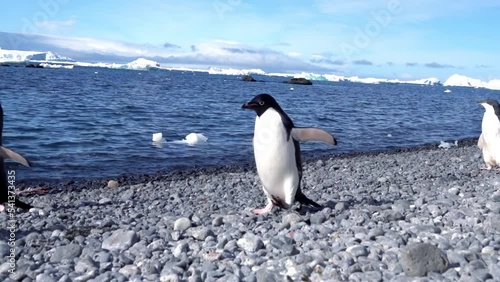 Adelie Penguins walking toward beach, Antarctic Peninsula
Adelie Penguins wildlife in antarctica, 2022
