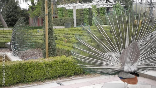 Cecilio Rodriguez formal garden at Retiro park, Madrid. Beautiful scenery landmark with many peacock. Here two male peafowl with open tails displaying feathers to female peahen exemplar around bushes. photo