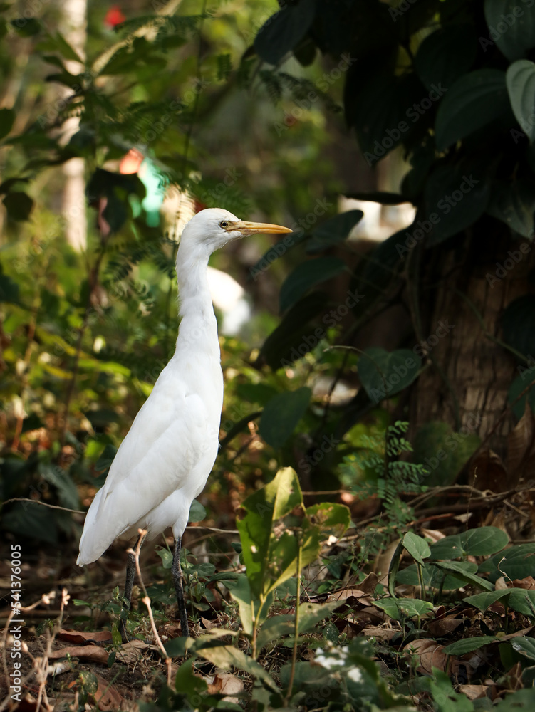a great white heron egret taking a walk in the forest on a summer afternoon a great white heron egret taking a walk in the forest on a summer afternoon