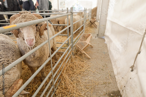 Shallow depth of field (selective focus) image with breeds of sheep at a farming fare.