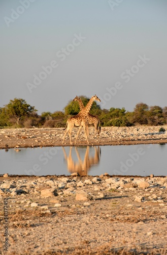 Photography Vertical shot of a couple of giraffes in a desert