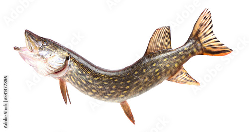 Fish pike isolated