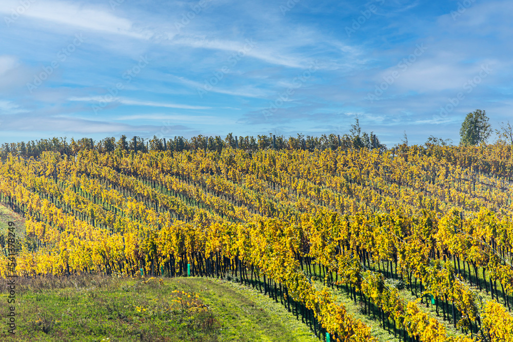 colorful autumn vineyards rows . 