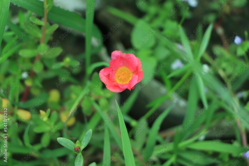 Portulaca flower blooming in a garden Portulaca flower blooming in a garden