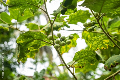 Closeup shot of a turkey berry plant growing on a forest photo