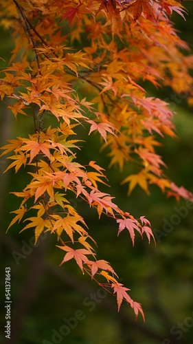Beautiful maple leaves in Korea