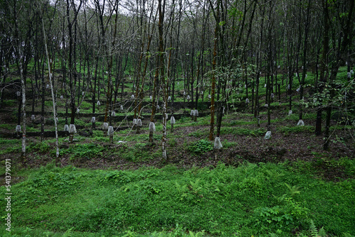 A Sri Lankan Rubber plantation with rain guard covers attached on all Rubber trees photo
