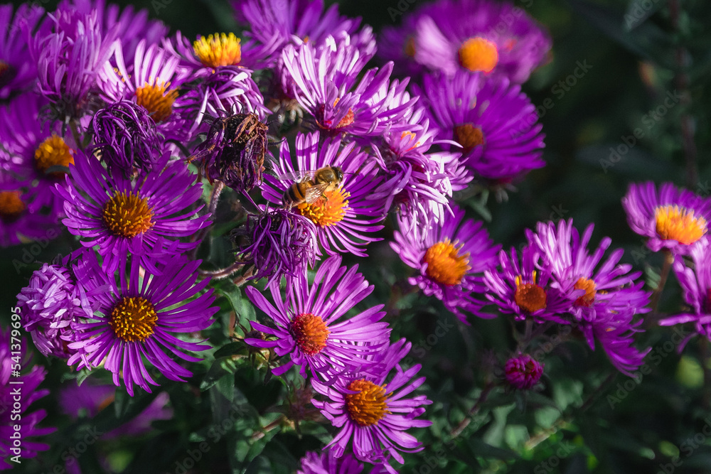 Autumn background with bright pink aster flowers. A bee on a pink asta flower blooming in the autumn garden. A bee on a pink blooming autumn aster. European honey bee (Apis mellifera) on an aster flow Autumn background with bright pink aster flowers. A bee on a pink asta flower blooming in the autumn garden. A bee on a pink blooming autumn aster. European honey bee (Apis mellifera) on an aster flow