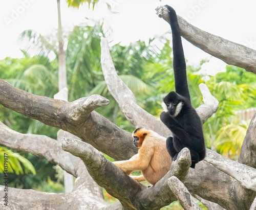 Yellow-cheeked and black crested gibbons sitting on the tree photo
