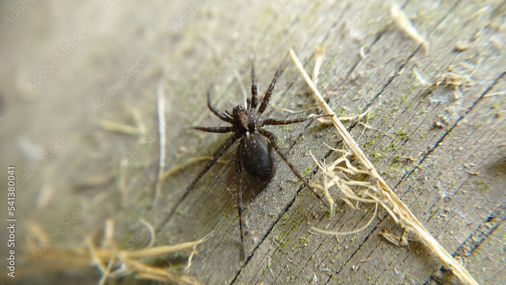 Selective focus of a black spider close-up Selective focus of a black spider close-up