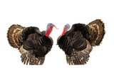 beautiful two male turkey isolated on white background