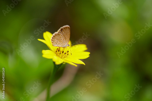 Close-up view of butterfly on singapore daisy flower © Anucha