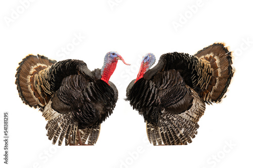 beautiful two male turkey isolated on white background