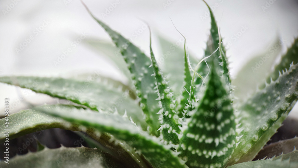 Evergreen perennial Aloe plant close-up in a pot Evergreen perennial Aloe plant close-up in a pot